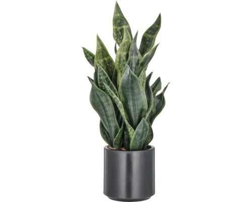 Sansevieria växt i kruka