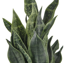 Sansevieria krukväxt med spetsiga blad