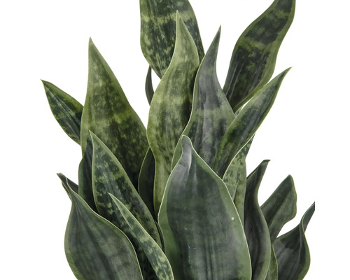 Sansevieria krukväxt med spetsiga blad