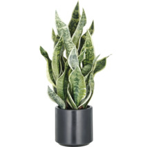Sansevieria i kruka