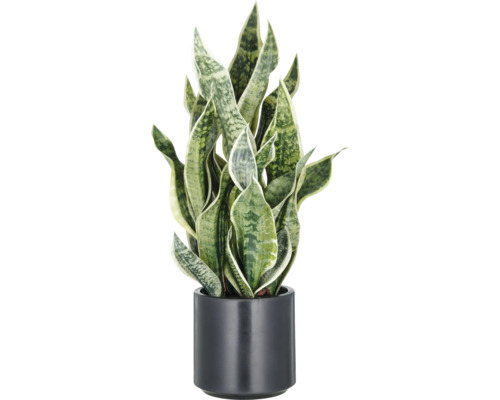 Konstväxt Sansevieria Green Honey 66cm i kruka