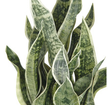 Sansevieria växt med långa, upprätta blad