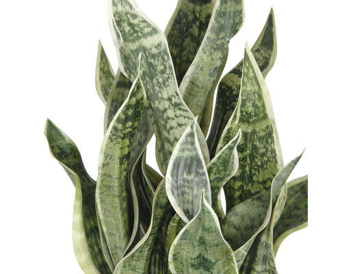 Sansevieria växt med långa, upprätta blad