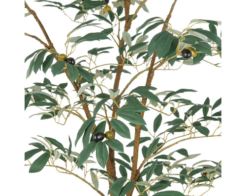 Olivträd med löv och frukter