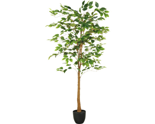 Konstväxt Ficus Benjamina 570 blad 150cm i kruka