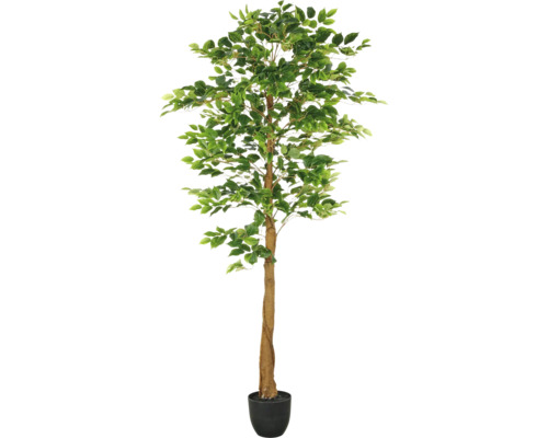 Konstväxt Ficus Benjamina 840 blad 180cm i kruka