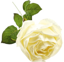 Dekorativ rosblomma med blad