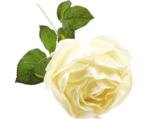 Dekorativ rosblomma med blad