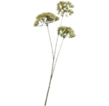 Dekorativ torkad blomma för inredning