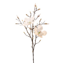 Dekorativ magnoliagren med blommor och knoppar