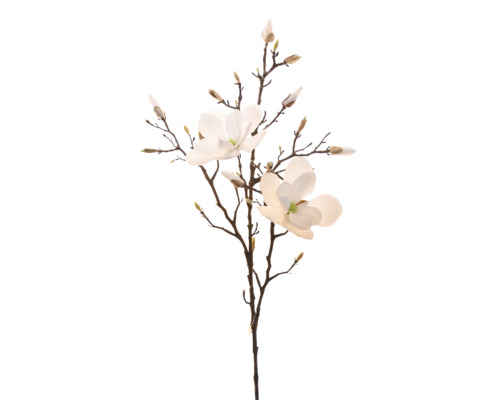 Dekorativ magnoliagren med blommor och knoppar