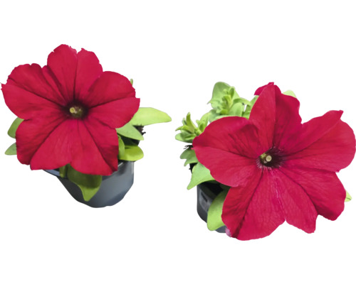 Två petunior i kruka