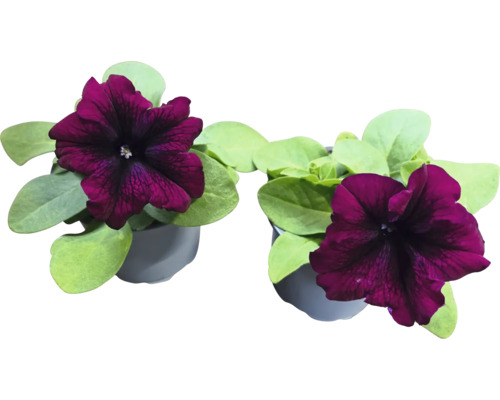 Två krukväxter med mörkröda blommor och gröna blad i krukor