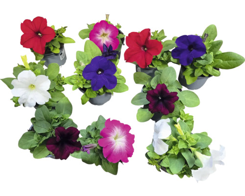 Petunia surfinia Ø9cm blandade sorter