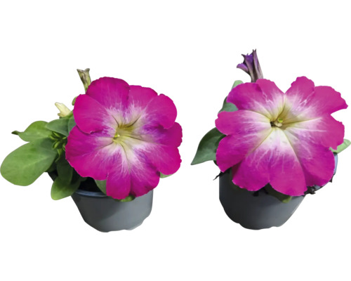 Två petunior i krukor