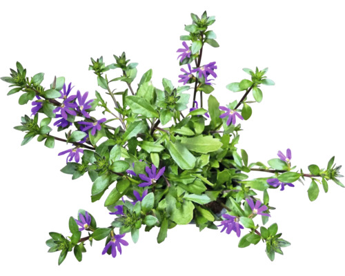 Scaevola Aemula fjäderblomma med blad och blommor