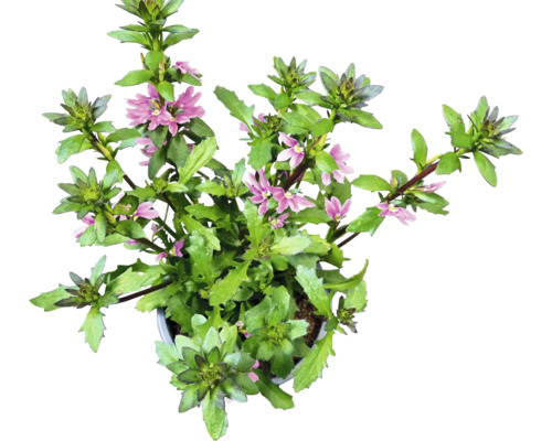 Scaevola växt med gröna blad och lila blommor i kruka