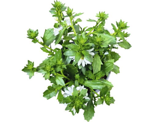 Scaevola-växt med vita blommor och gröna blad