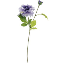Dekorativ dahlia med blomma och knopp