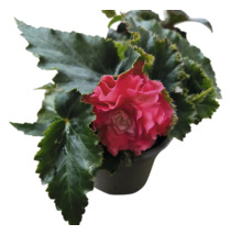 Begonia i kruka med blomma och blad