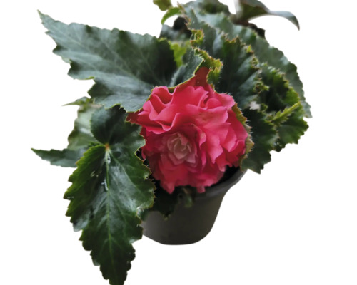 Begonia i kruka med blomma och blad