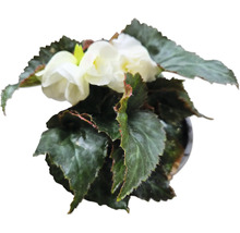 Begonia i kruka med vita blommor