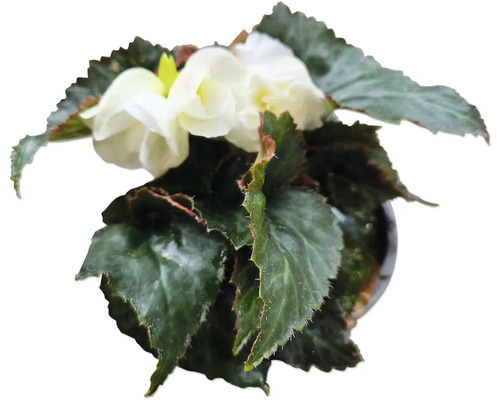 Begonia i kruka med vita blommor