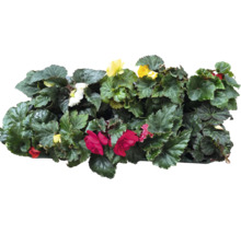 Begonior med blad och blommor