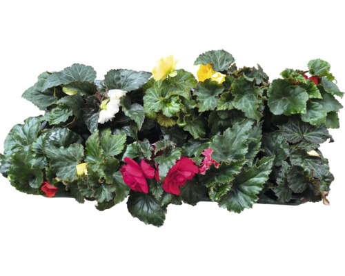 Begonior med blad och blommor