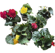 Olika begoniaplantor med färgade blommor i krukor.