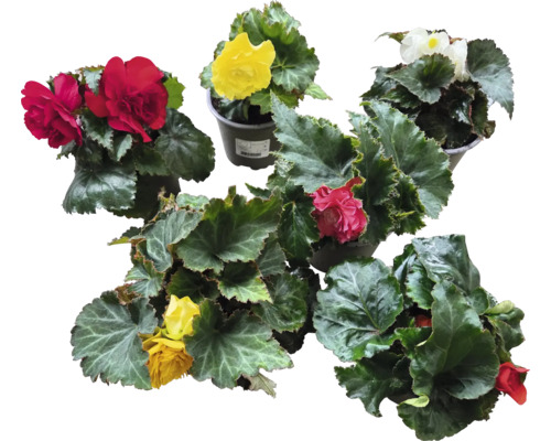 Olika begoniaplantor med färgade blommor i krukor.