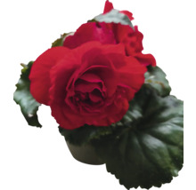 Röd begonia i kruka