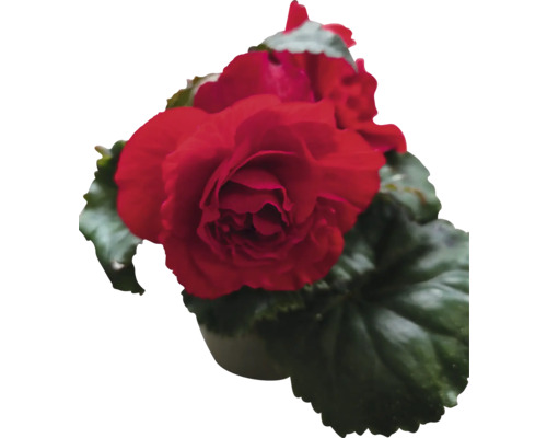 Röd begonia i kruka