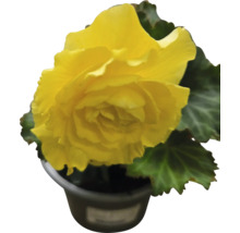 Gul begonia i kruka