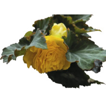 Gul begonia med gröna blad