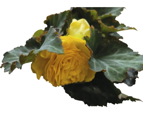 Gul begonia med gröna blad