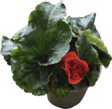Begonia i kruka med blommor