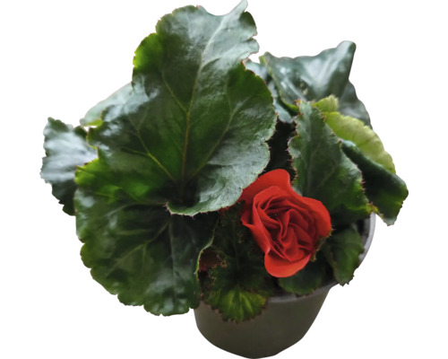 Begonia i kruka med blommor