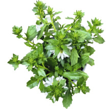 Scaevola-växt med gröna blad och vita blommor