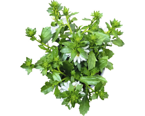 Scaevola-växt med gröna blad och vita blommor