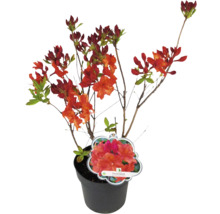 Azalea i kruka med röda blommor