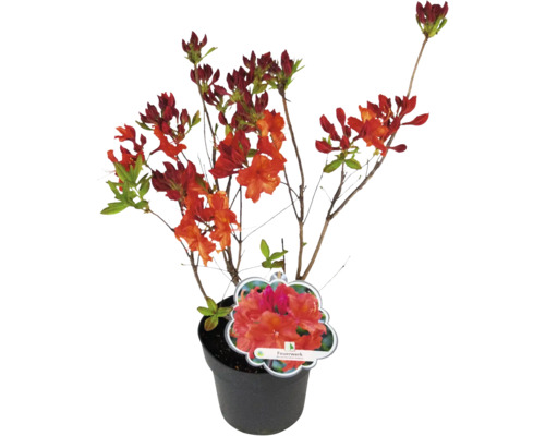 Azalea i kruka med röda blommor