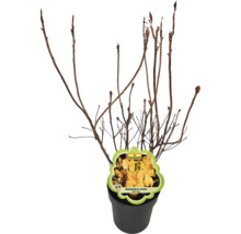 Rhododendron luteum i kruka