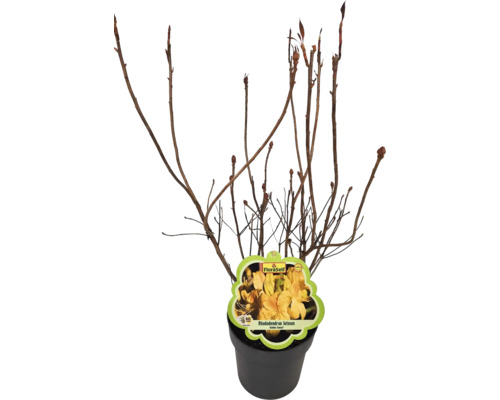 Rhododendron luteum i kruka