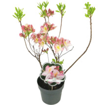 Japansk azalea Satomi i kruka