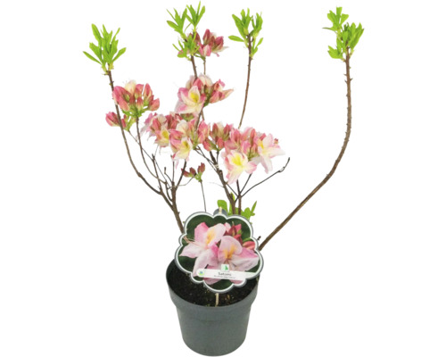 Japansk azalea Satomi i kruka