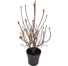 Ung planta i kruka med skott och knoppar