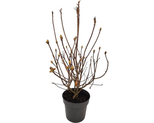 Ung planta i kruka med skott och knoppar