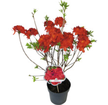 Japansk azalea Parkfeuer i kruka med röda blommor och gröna blad.