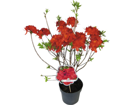 Japansk azalea Parkfeuer i kruka med röda blommor och gröna blad.